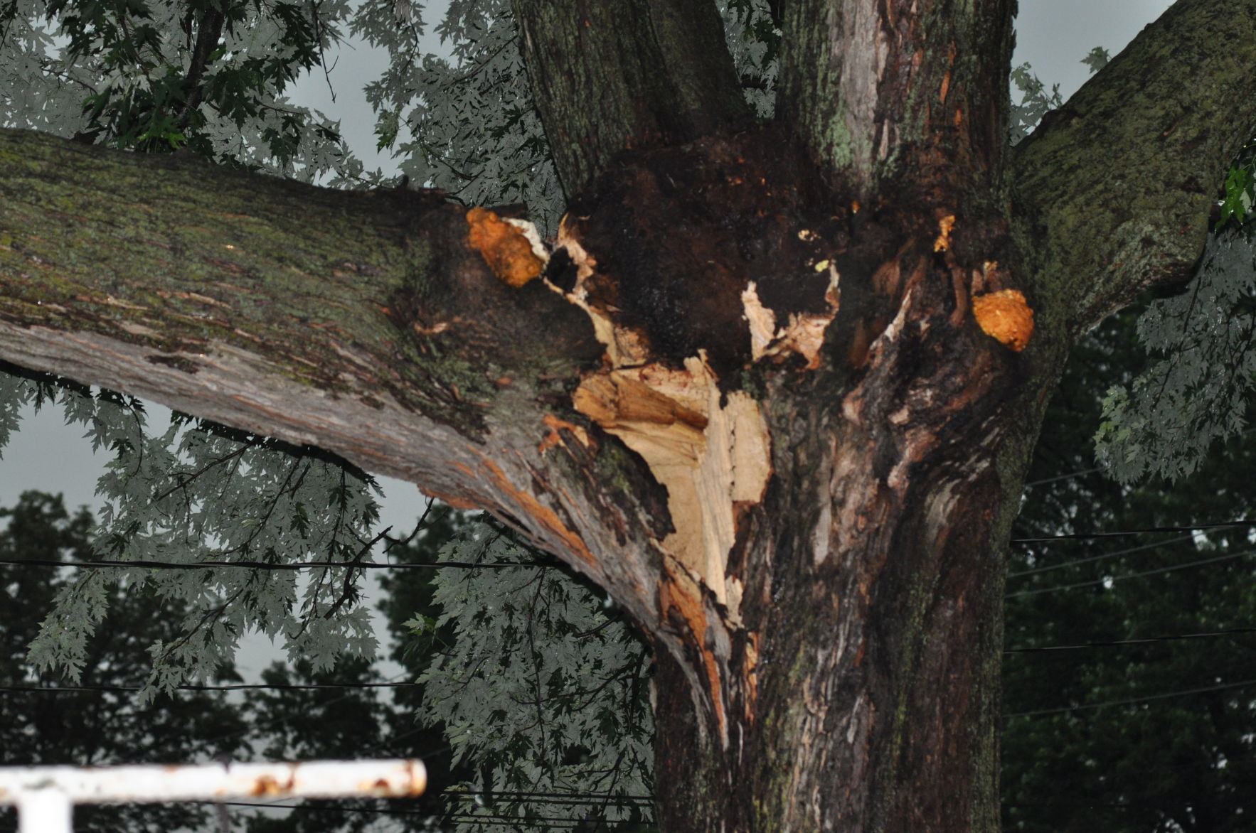 more tree 004.JPG